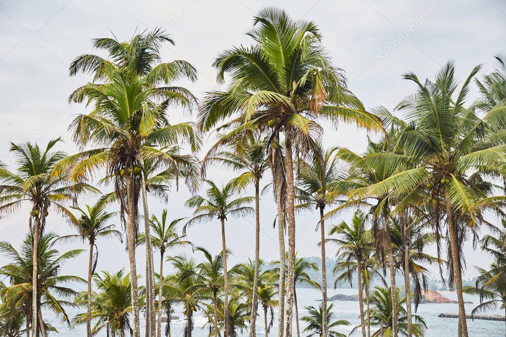 Palms trees. secret beach. Mirissa, Sri Lanka