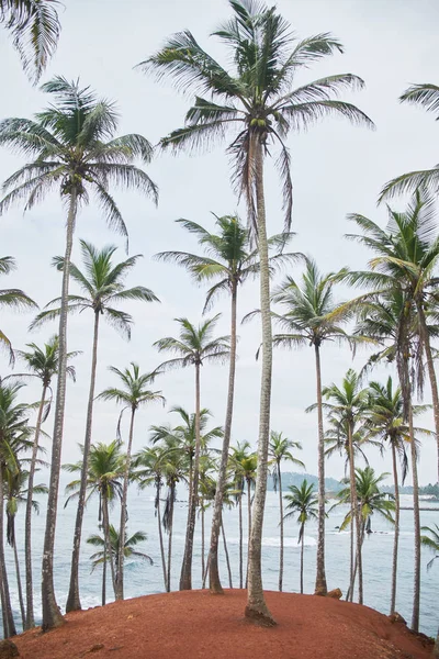 Palms drzew. tajne plaży. Mirissa, Sri Lanka — Zdjęcie stockowe