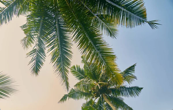 Vrcholky stromů. palmy, podíval se na oblohu. zblízka. Srí lanka — Stock fotografie