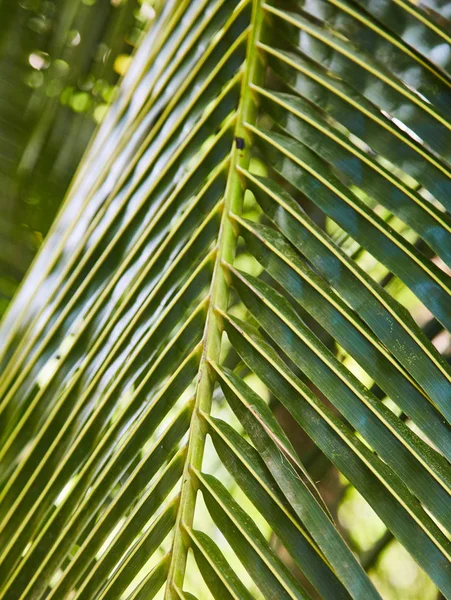 Green leaves palm trees. close up. Sri lanka — Stock Photo, Image