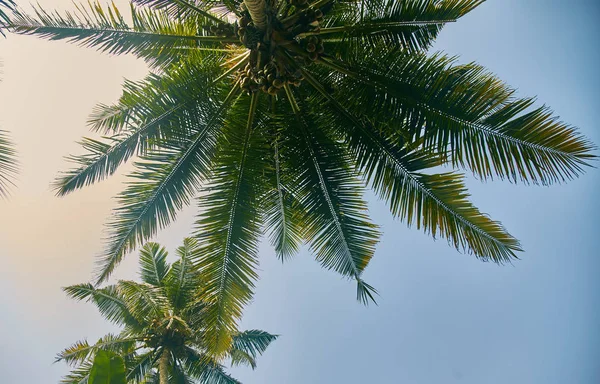 Vrcholky stromů. palmy, podíval se na oblohu. zblízka. Srí lanka — Stock fotografie