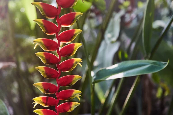 Colorful tropical flowers. Heliconia bihai (Red palulu) flower. Red color. — Stock Photo, Image