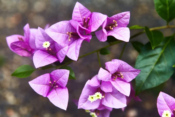 Violet bougainvillea spectabilis flower. Exotic rare colorful tropical flowers. Close-up. Beautiful and bright flowers of Sri Lanka.