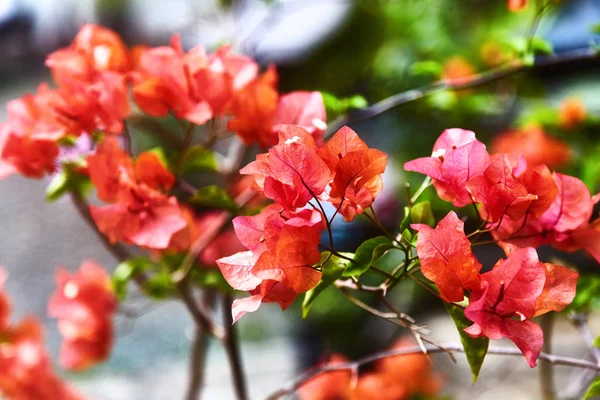 Red bougainvillea spectabilis flower. Exotic rare colorful tropical flowers. Close-up. Beautiful and bright flowers of Sri Lanka.