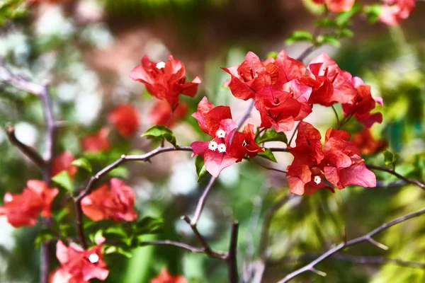 Red bougainvillea spectabilis flower. Exotic rare colorful tropical flowers. Close-up. Beautiful and bright flowers of Sri Lanka.