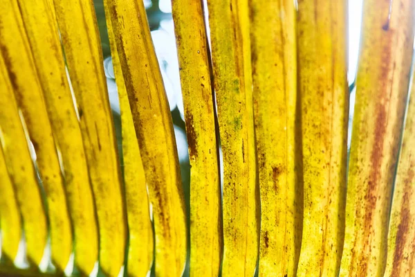 Renkli tropikal palmiye yaprakları. Yakın çekim. Yaz ışık. — Stok fotoğraf