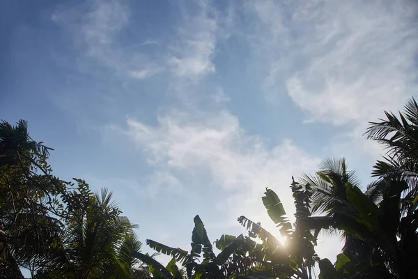 Las copas de palmeras y árboles tropicales contra el cielo y las nubes — Foto de Stock