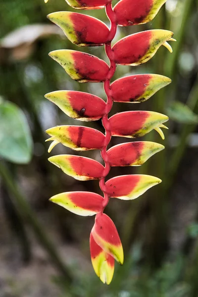 Colorful tropical flowers. Heliconia bihai (Red palulu) flower. Red color. — Stock Photo, Image