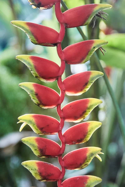 Renkli tropikal çiçek. Heliconia bihai (kırmızı palulu) çiçek. Kırmızı renk. — Stok fotoğraf