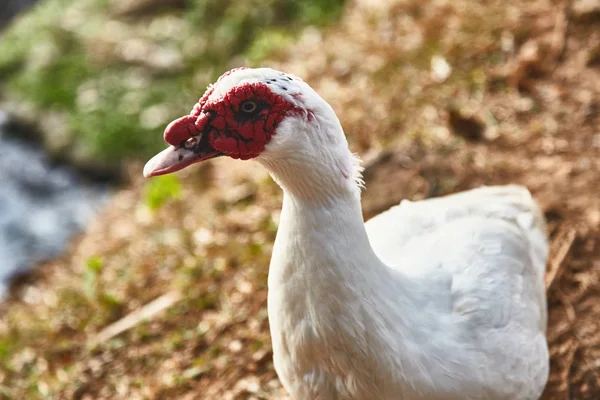 Gros Plan Oiseau Près Lac Été Mise Point Sélective — Photo