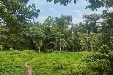 Yeşil orman Sri Lanka. Palmiye koru. Asya. Yaz.