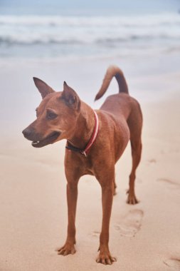 Evsiz köpek Sri Lanka sahilde. Yakın çekim