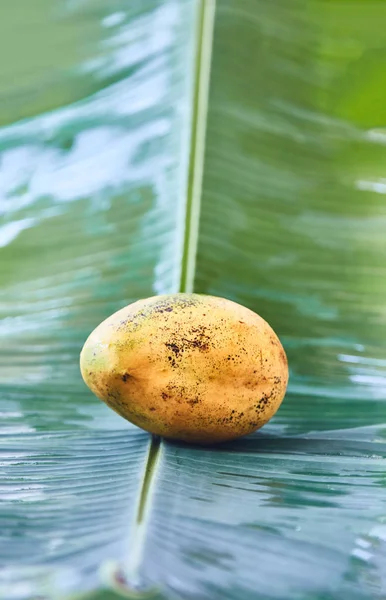 Fruta madura del mango sobre una hoja verde. Primer plano. Colorido — Foto de Stock