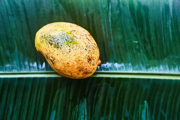 Fruta madura del mango sobre una hoja verde. Primer plano. Colorido — Foto de Stock