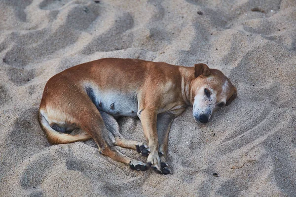 Бродячих собак, що лежить на березі моря в Шрі-Ланці — стокове фото
