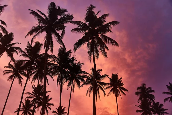 Tropické palmy a na obloze. Srí Lanka. Úžasný západ slunce a nádherný výhled. — Stock fotografie