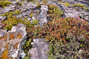 Volkan üzerinde büyüyen bitkiler. 