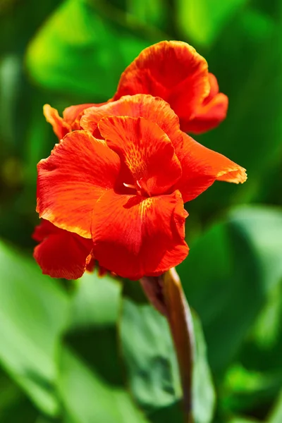 Exotic rare colorful tropical flowers.  Close-up.