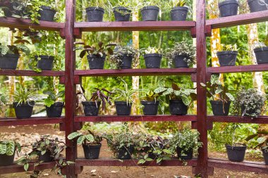 Raflarda saksı fidanları.
