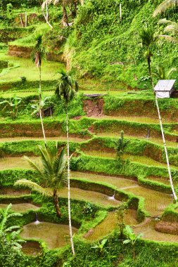 Bali 'de pirinç tarlaları. Yukarıdan görüntüle