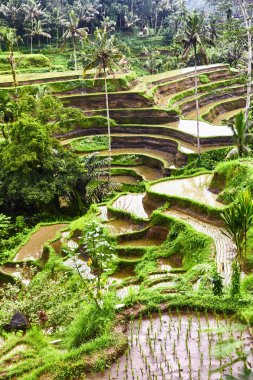 Bali 'de pirinç tarlaları. Yukarıdan görüntüle