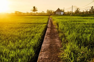 Gün batımında pürüzsüz yeşil parlak çim ile alan. 
