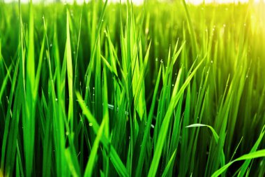 Güneşin batımı ışığında çim üzerinde Çiy damlaları. 