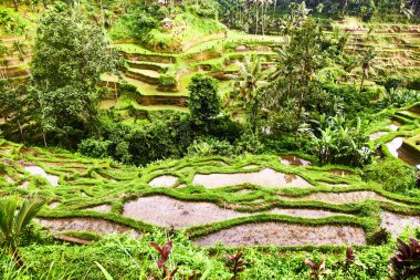 Bali 'de pirinç tarlaları. Yukarıdan görüntüle