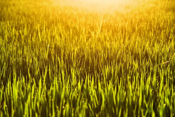 Gotas de orvalho na grama ao pôr do sol luz do sol . — Fotografia de Stock