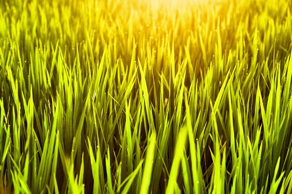 Kapky rosy na trávě při slunci slunce. — Stock fotografie
