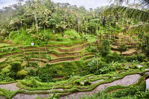 Plantations de riz à Bali. Vue d'en haut — Photo