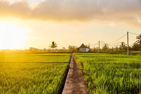Gün batımında pürüzsüz yeşil parlak çim ile alan. 