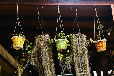 Çok renkli saksılar iplere asılır.. 
