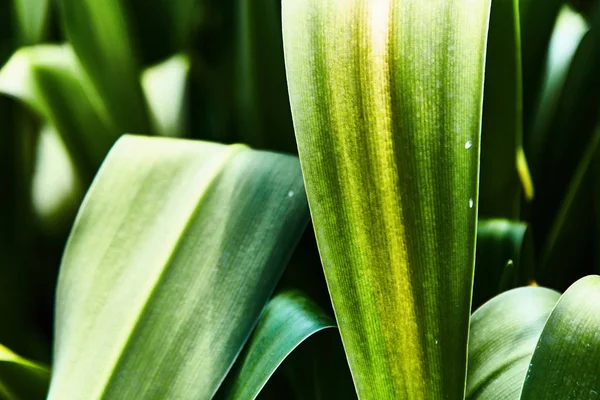 Barevné tropické palm listy. Detail — Stock fotografie