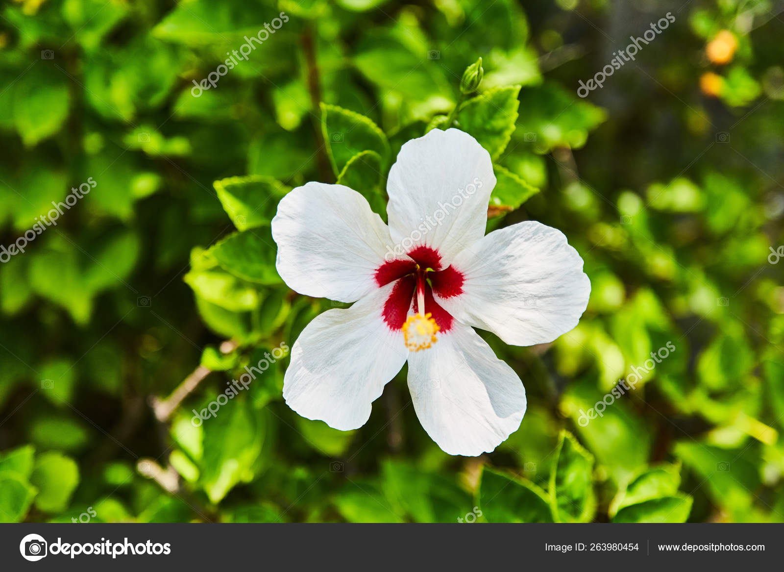 Pequena flor tropical delicada cor branca . fotos, imagens de © Dimanikin  #263980454