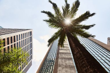 Singapur'da bir gökdelenin arka planda Palmiye ağacı