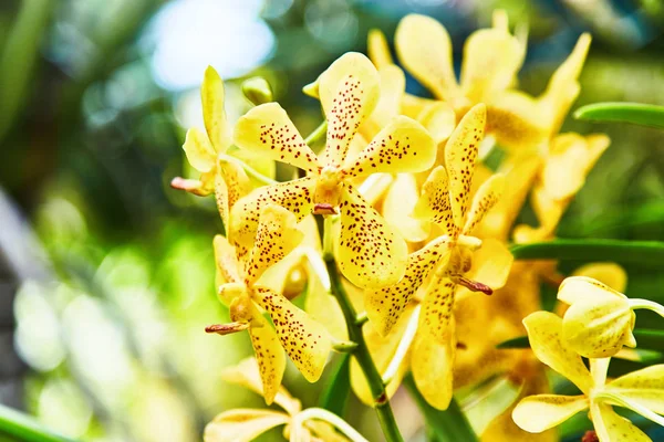 Small delicate tropical flower yellow color. — Stock Photo, Image