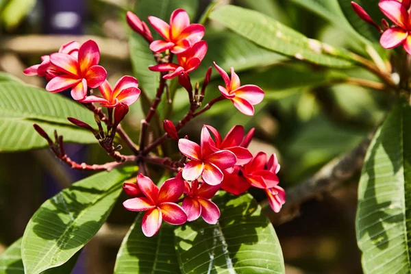 Small delicate tropical flower red color. — Stock Photo, Image