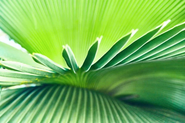 Folhas de palma tropicais coloridas. Close-up — Fotografia de Stock