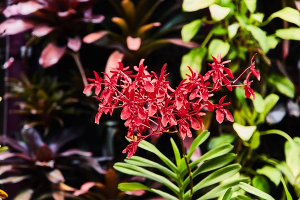 Small delicate tropical flower red color. — Stock Photo, Image