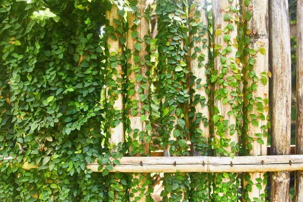 Liana verde en una valla de madera. Primer plano —  Fotos de Stock