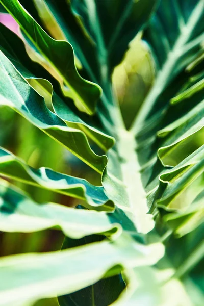 Colorful tropical palm leaves. Close-up — Stock Photo, Image