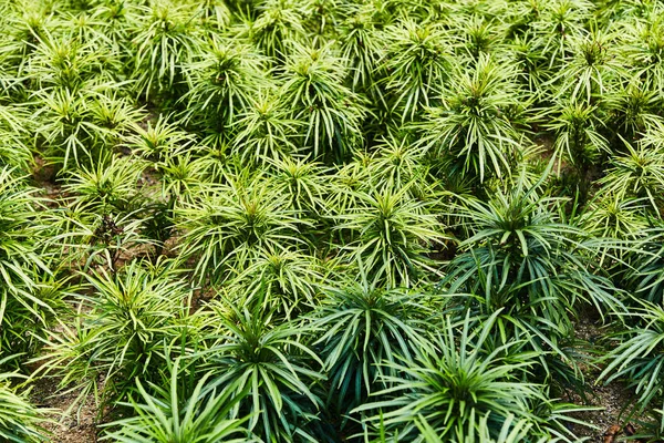 Piccoli cespugli nel giardino di Singapore — Foto Stock