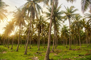 Tropikal bir gün batımı sırasında gökyüzü palmiye ağaçlarının Silhouettes