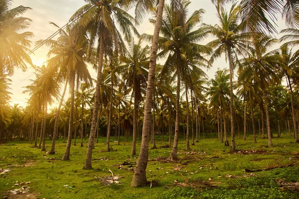Silhuetas de palmeiras contra o céu durante um pôr do sol tropical — Fotografia de Stock