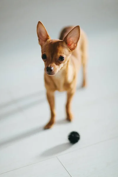 Іграшковий тер'єр. Маленький милий собака крупним планом — стокове фото