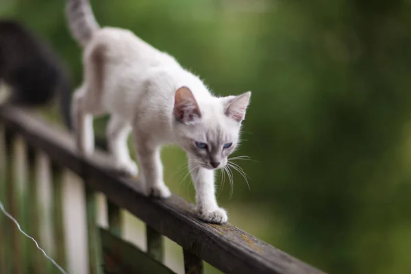Симпатичный котенок. Котёнок на балконе. Крупный план — стоковое фото