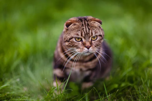 Cute LOP-eared Kitten w trawie zbliżenie — Zdjęcie stockowe