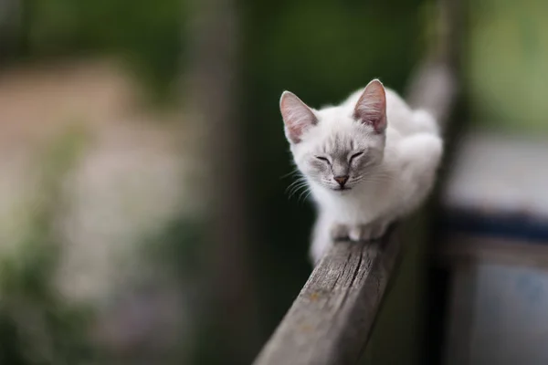 Cute little kitten. A kitten on the balcony railing. Close-up
