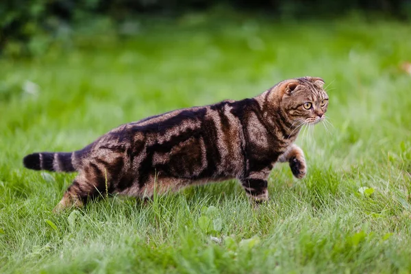 Bonito gatinho de orelhas lop na grama close-up — Fotografia de Stock
